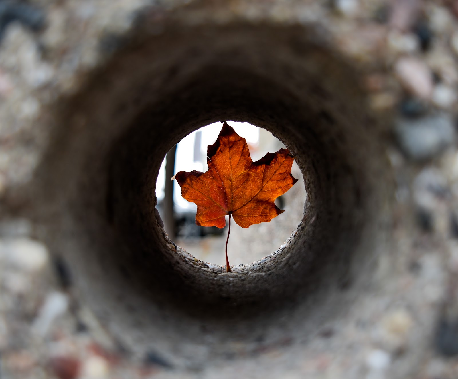 maple leaf in a tunnel