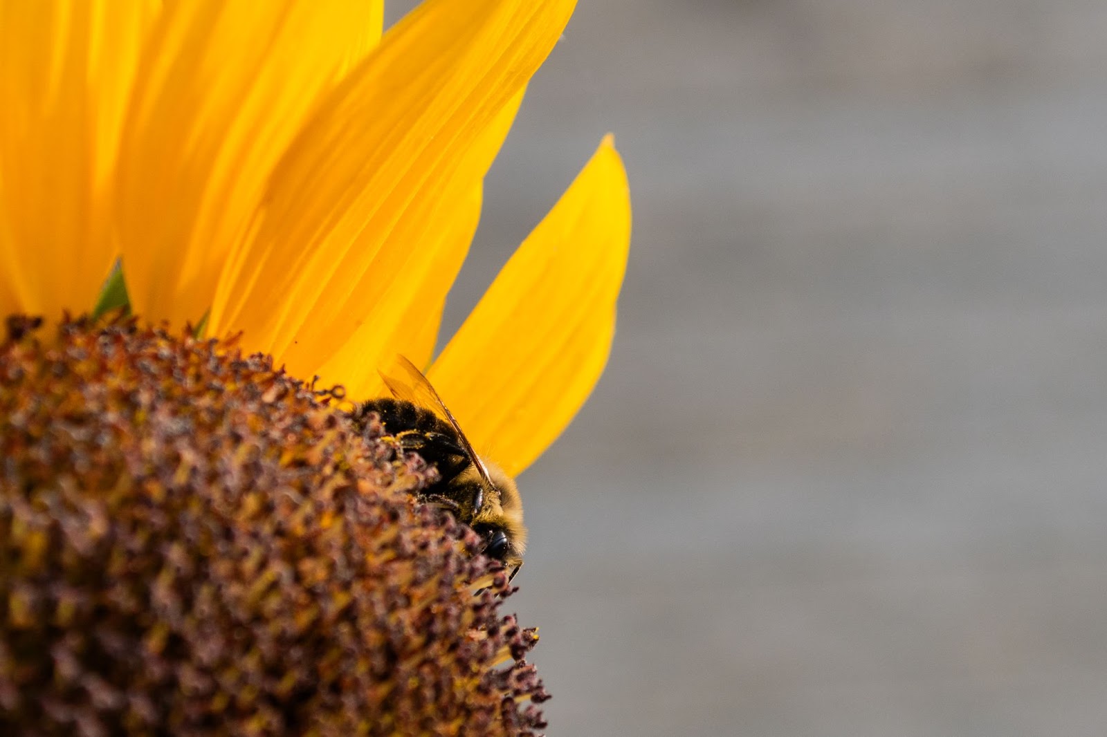 Picture 5: Close-up picture of a bee on a sunflower